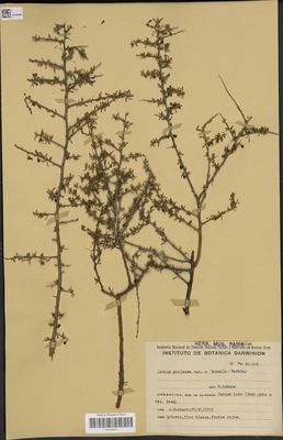 Lycium chilense var. 'Gosei': Barkley