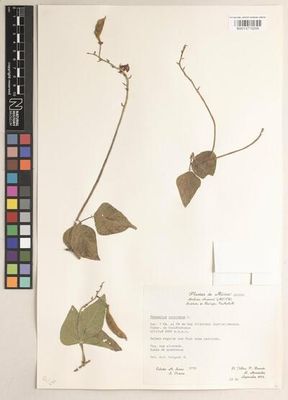 Plantas de México — Anónimo (ilustración botánica)