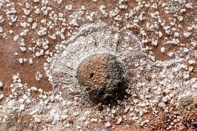 Intrincados patrones de sal y roca en superficie mineral — Anónimo (arte prehispánico)