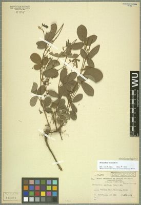 Desmodium incanum DC — Anónimo (arte prehispánico)