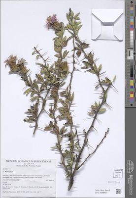 Plantas de los Andes peruanos — Anónimo (ilustración botánica)