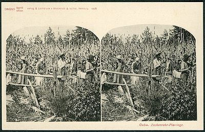 Cuba. Zuckerrohr-Plantage — Anónimo (ilustración botánica)