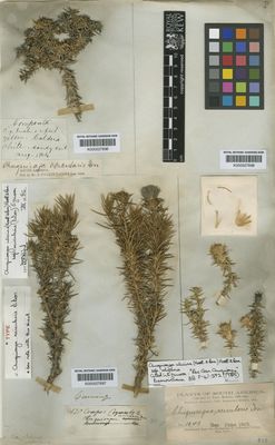 Chiquiragua peruviana — Anónimo