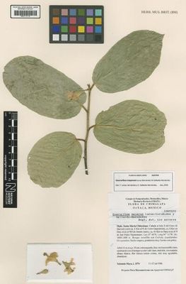 Quararibea mayarensis — Anónimo (arte prehispánico)