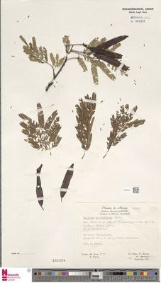 Plantas de México