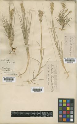 Bidens chilensis DC — Anónimo