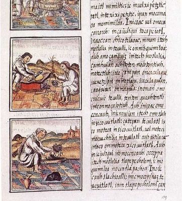 Códice Florentino, — Libro 11, Folio, lámina — Anónimo (códice prehispánico)