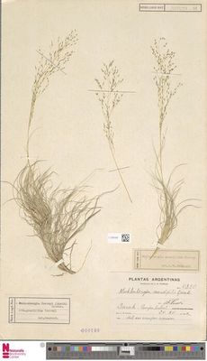 Muhlenbergia gracillima Torrey — Anónimo