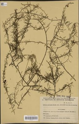 Lycium chilense Miers var. minutifolium (Miers) Barkley