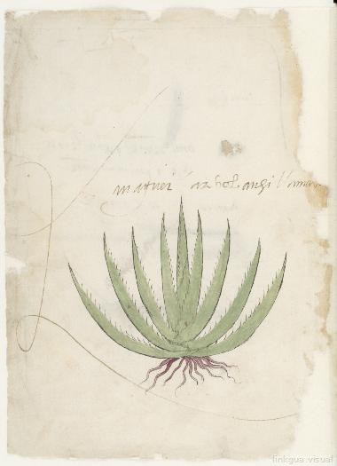 O del Museo de América - Códice — Anónimo tlacuilo mexica (Códice Tudela)
