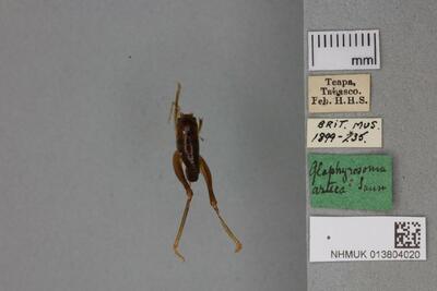 Lutosa azteca de Saussure, H.L.F. & Pictet — No identificado