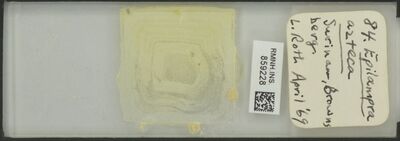 Epilampra azteca Saussure, nº 1868 — No identificado