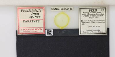 Frankliniella inca Hood, nº 1942 — No identificado