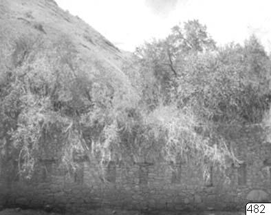 Inkafästning, skog, ruin, palats, fotografi, photograph — Nordenskiöld, Erland