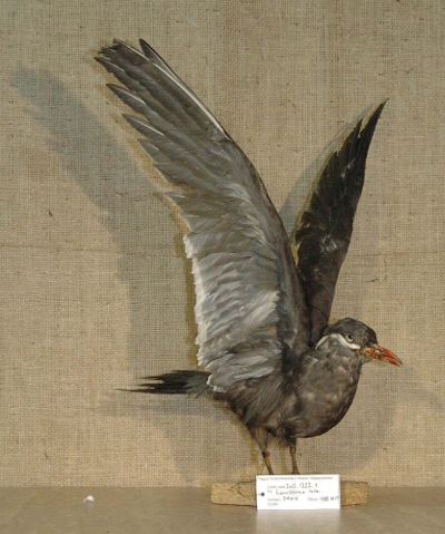Larosterna inca — No identificado
