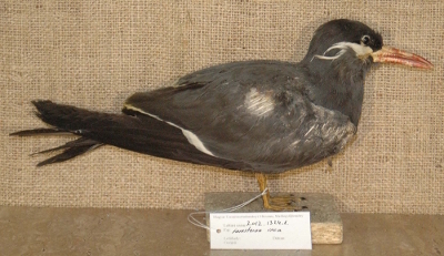 Larosterna inca — No identificado