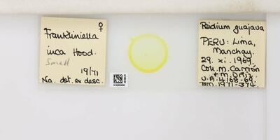 Frankliniella inca Hood, nº 1942 — No identificado