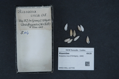 Rissoina inca D'Orbigny, nº 1840 — No identificado