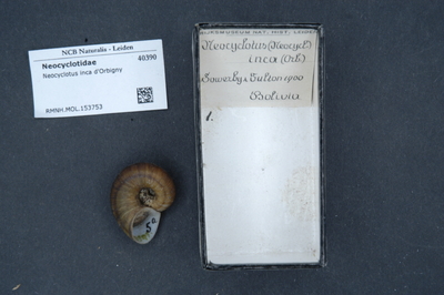 Neocyclotus inca D'Orbigny — No identificado