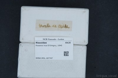Rissoina inca D'Orbigny, nº 1840 — No identificado