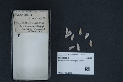 Rissoina inca D'Orbigny, nº 1840 — No identificado