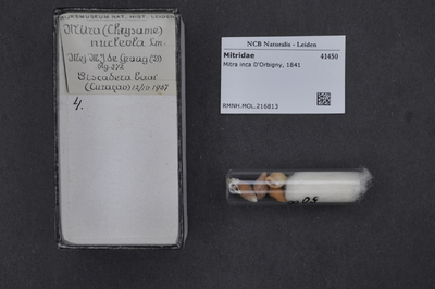 Mitra inca D'Orbigny, nº 1841 — No identificado