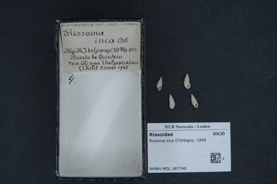 Rissoina inca D'Orbigny, nº 1840 — No identificado
