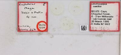 Euphalerus maya Hollis & Martin — No identificado