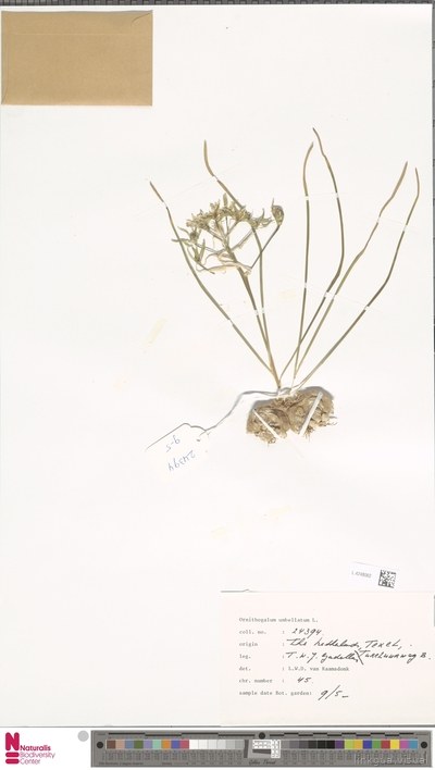 Arte Maya — no identificado