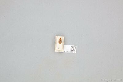 Lebia (Lebia) maya Bates, 1883