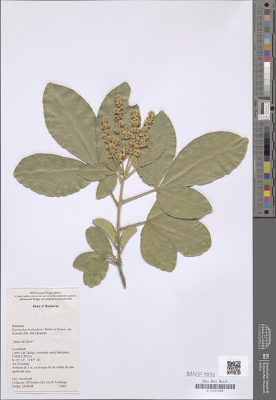 Esenbeckia berlandieri subsp. Litoralis (Donn. Sm.) Kaastra — No identificado