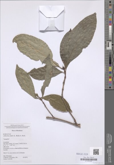 Alibertia edulis (Rich.) a. Rich. Ex DC — No identificado