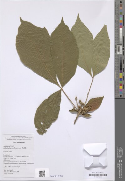Allophylus psilospermus Radlk — No identificado
