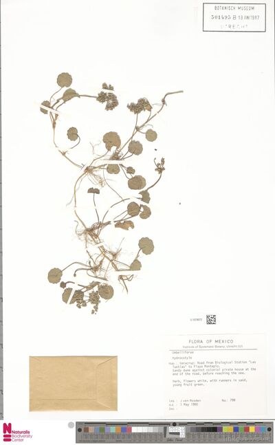 Hydrocotyle — No identificado