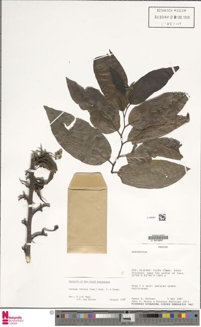 Cananga odorata (Lam.) Hook.f. & Thomson — No identificado
