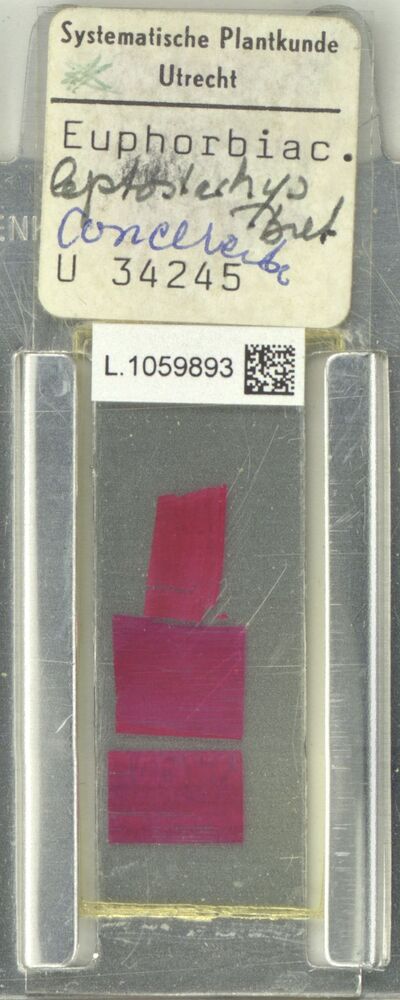 Aubletiana leptostachys (Breteler) J.Murillo — No identificado