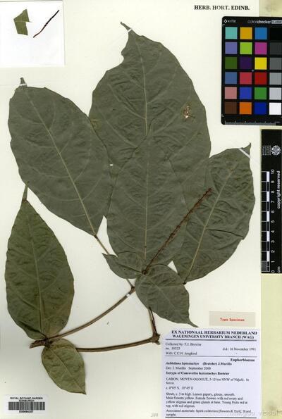 Espécimen de herbario de Aubletiana leptostachys (Breteler) J.Murillo — No identificado