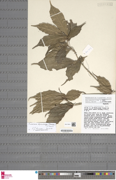 Aubletiana leptostachys (Breteler) J.Murillo — No identificado