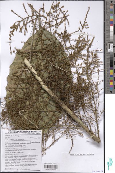 Aubletiana leptostachys (Breteler) J.Murillo — No identificado