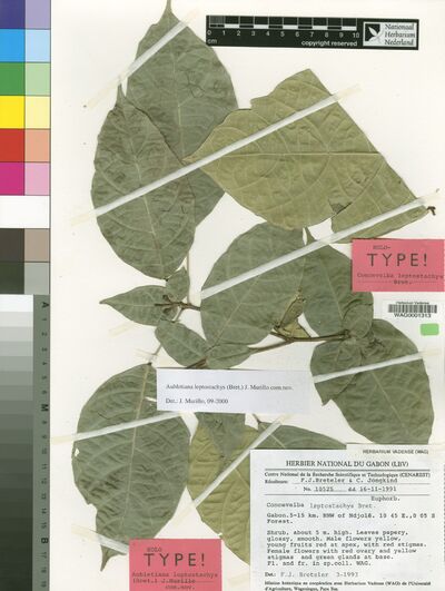 Aubletiana leptostachys (Breteler) J.Murillo — No identificado