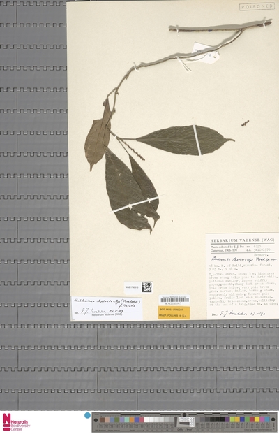Aubletiana leptostachys (Breteler) J.Murillo — No identificado