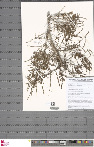 Aubletiana macrostachys (Breteler) J.Murillo — No identificado