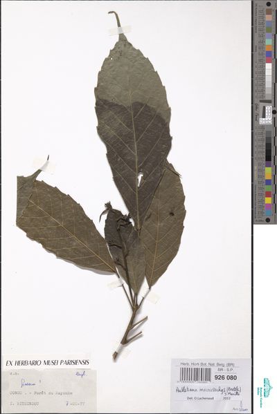 Aubletiana macrostachys (Breteler) J.Murillo — No identificado
