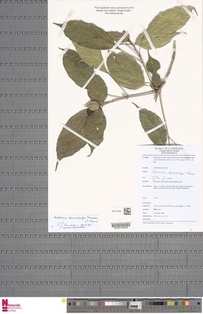Aubletiana leptostachys (Breteler) J.Murillo — No identificado