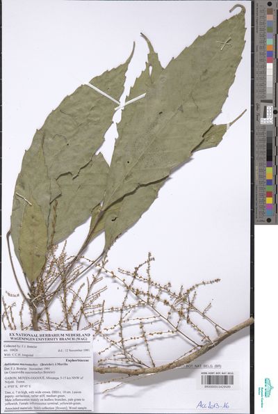 Aubletiana leptostachys (Breteler) J.Murillo — No identificado