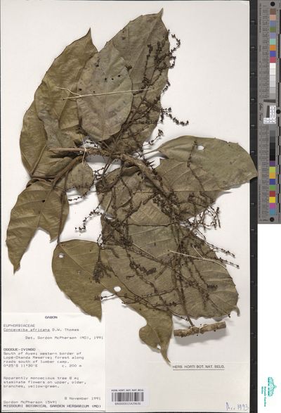 Aubletiana leptostachys (Breteler) J.Murillo — No identificado
