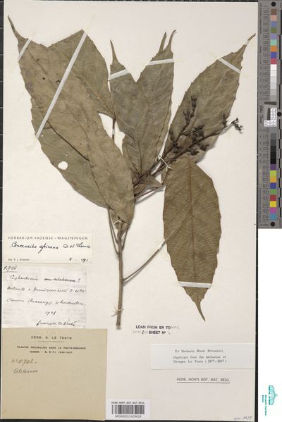 Aubletiana leptostachys (Breteler) J.Murillo — No identificado