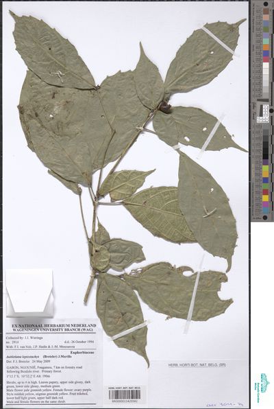 Aubletiana leptostachys (Breteler) J.Murillo — No identificado