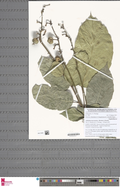 Aubletiana macrostachys (Breteler) J.Murillo — No identificado