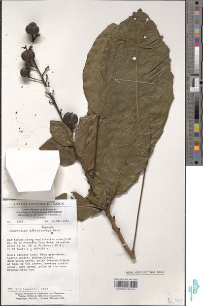 Aubletiana leptostachys (Breteler) J.Murillo — No identificado